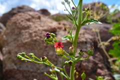 Scrophularia desertorum
