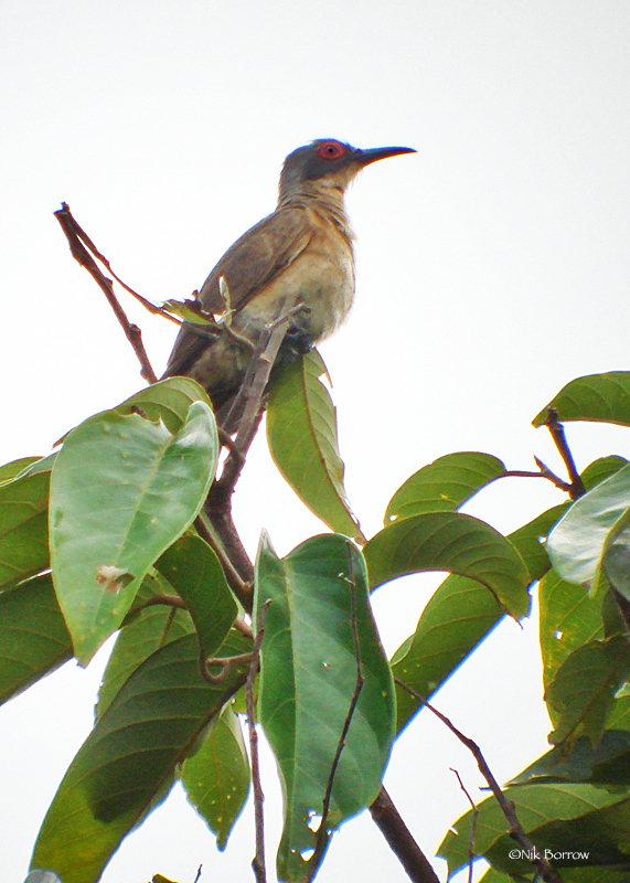 Long-billed Cuckoo (Chalcites megarhynchus)