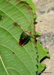 Acanthosoma