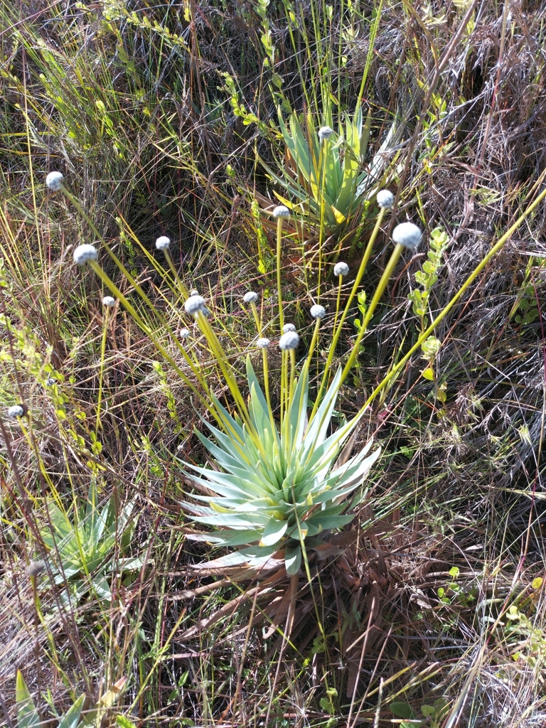 Paepalanthus macropodus
