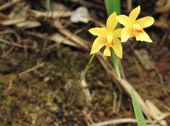 Spathoglottis pubescens