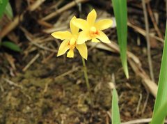 Spathoglottis pubescens