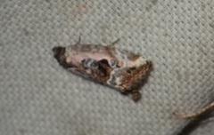Elaphria venustula