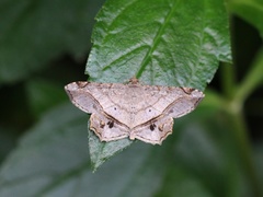 Chiasmia monticolaria