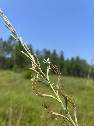 Image of Manfreda virginica by no rights reserved