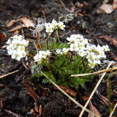Draba lactea