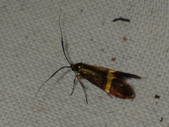 Nemophora degeerella