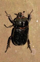 Image of Phileurus truncatus
