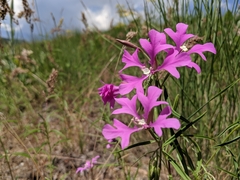 Clarkia pulchella