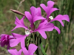 Clarkia pulchella