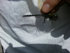 Somatochlora cingulata