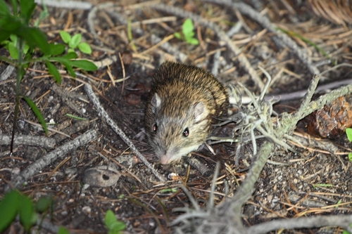 Coarse-haired Pocket Mice