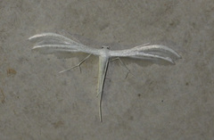 Pterophorus pentadactyla
