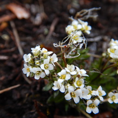 Draba lactea