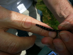 Somatochlora cingulata