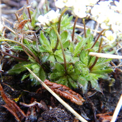 Draba lactea