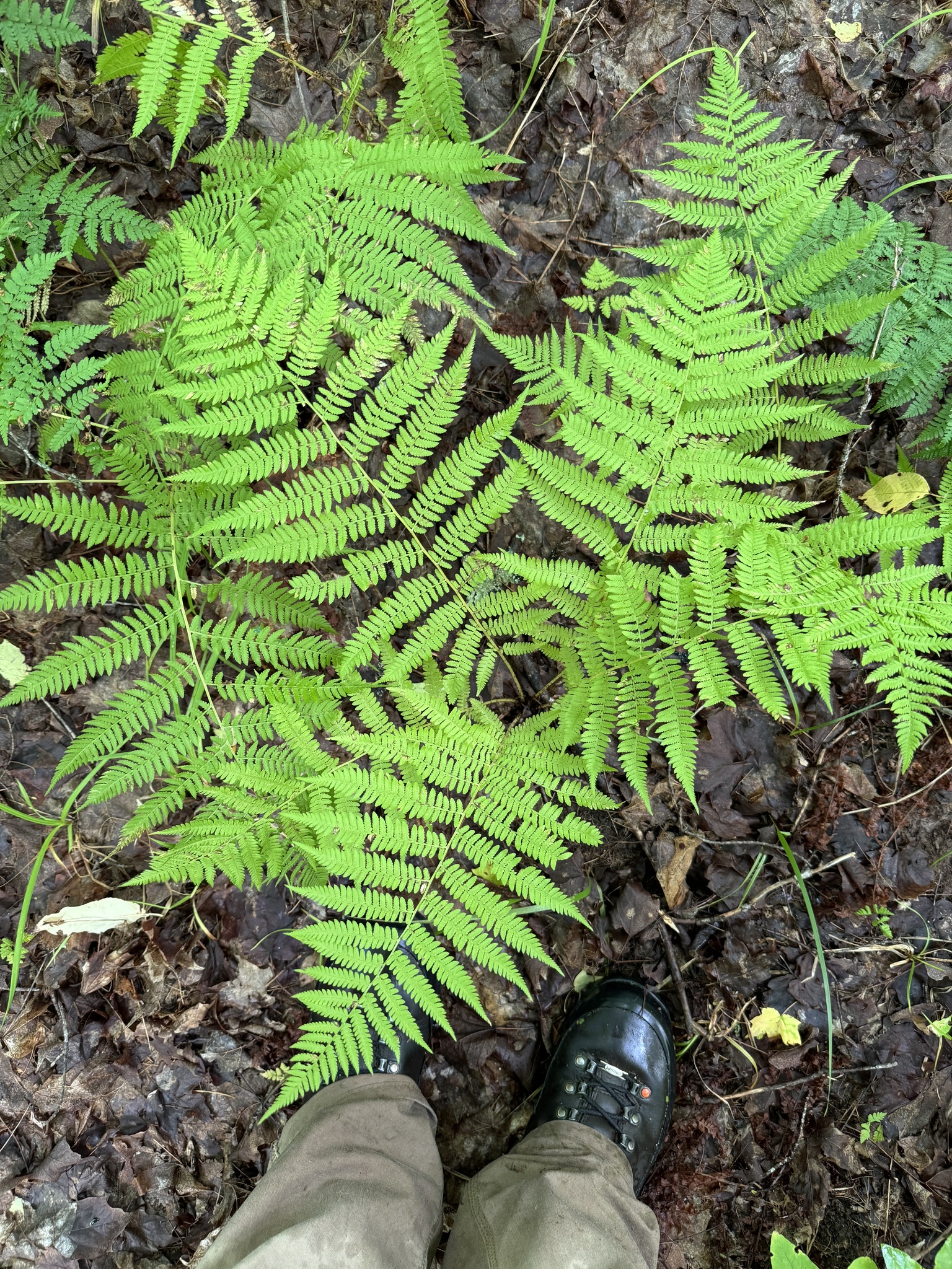 Athyrium filix-femina var. angustum