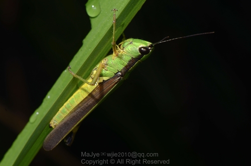 Ceracris nigricornis