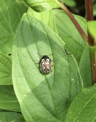 Calligrapha philadelphica