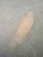 Mcculloch's Tongue Sole photo 3