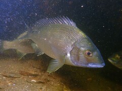 Black Bream photo 5
