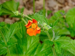 Geum coccineum