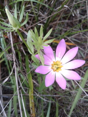 Sabatia dodecandra foliosa