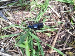 Meloe proscarabaeus