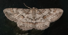 Iridopsis vellivolata