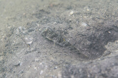 Ocellated Shrimpgoby photo 4