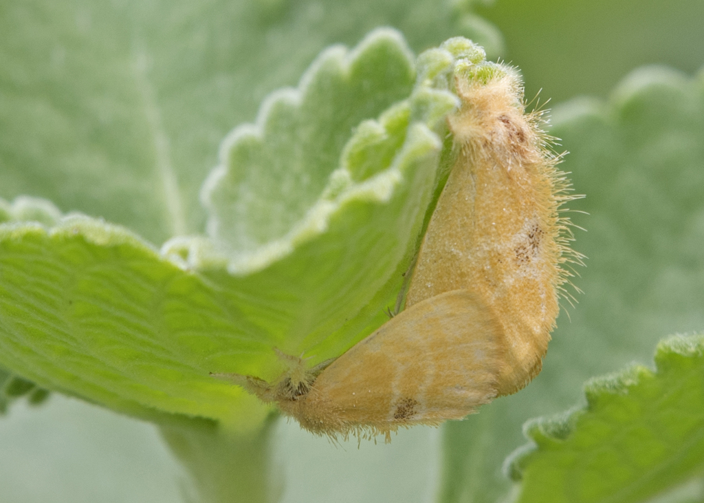 Artaxa