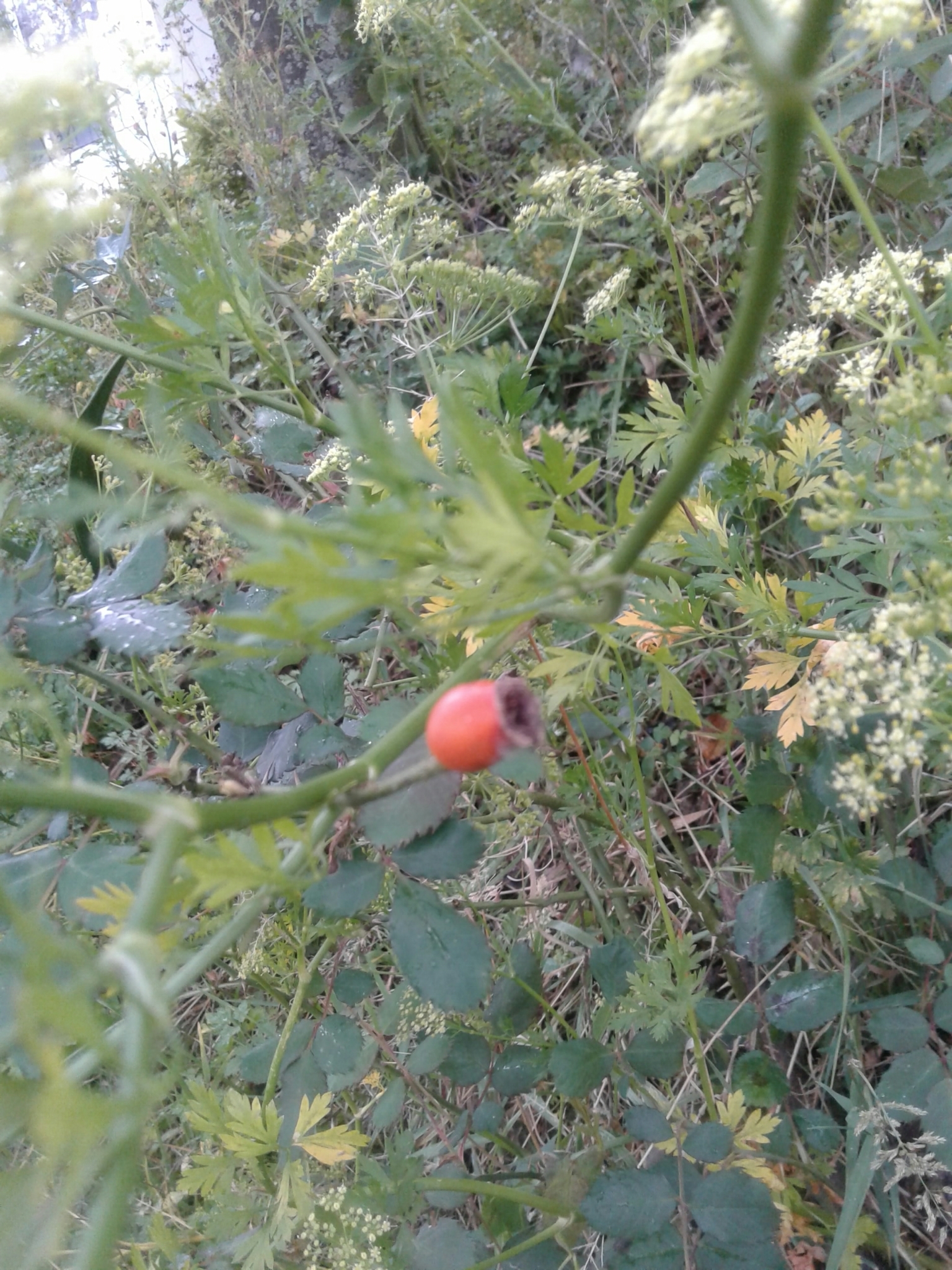 Coriandrum sativum image