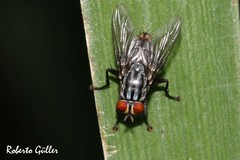 Oxysarcodexia thornax