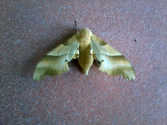 Marumba quercus