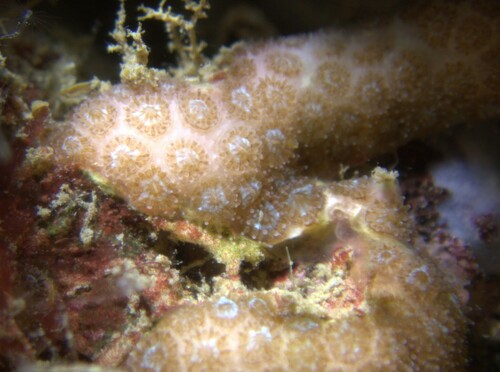 Photo of Pillar coral Med (Madracis pharensis)