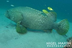 Epinephelus lanceolatus