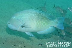 Choerodon schoenleinii