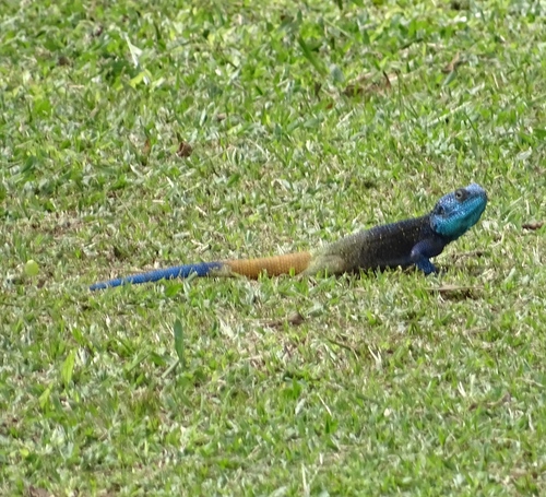 Acanthocercus ugandaensis