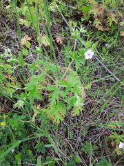 Geranium bicknellii