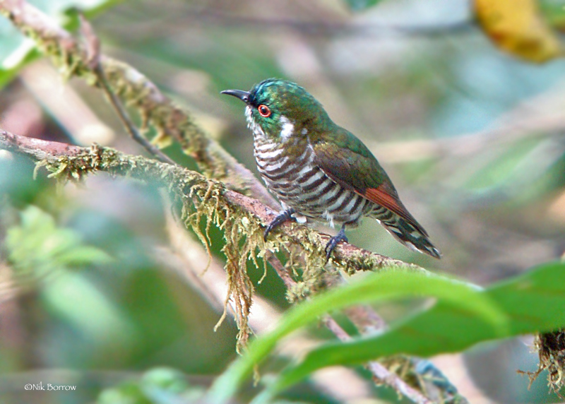 White-eared Bronze-Cuckoo illustration