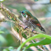 White-eared Bronze Cuckoo - Photo (c) Nik Borrow, some rights reserved (CC BY-NC)