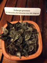 Greveana