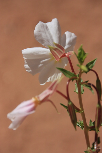 Pale Evening Primrose