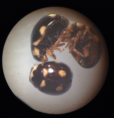 Brachiacantha decempustulata