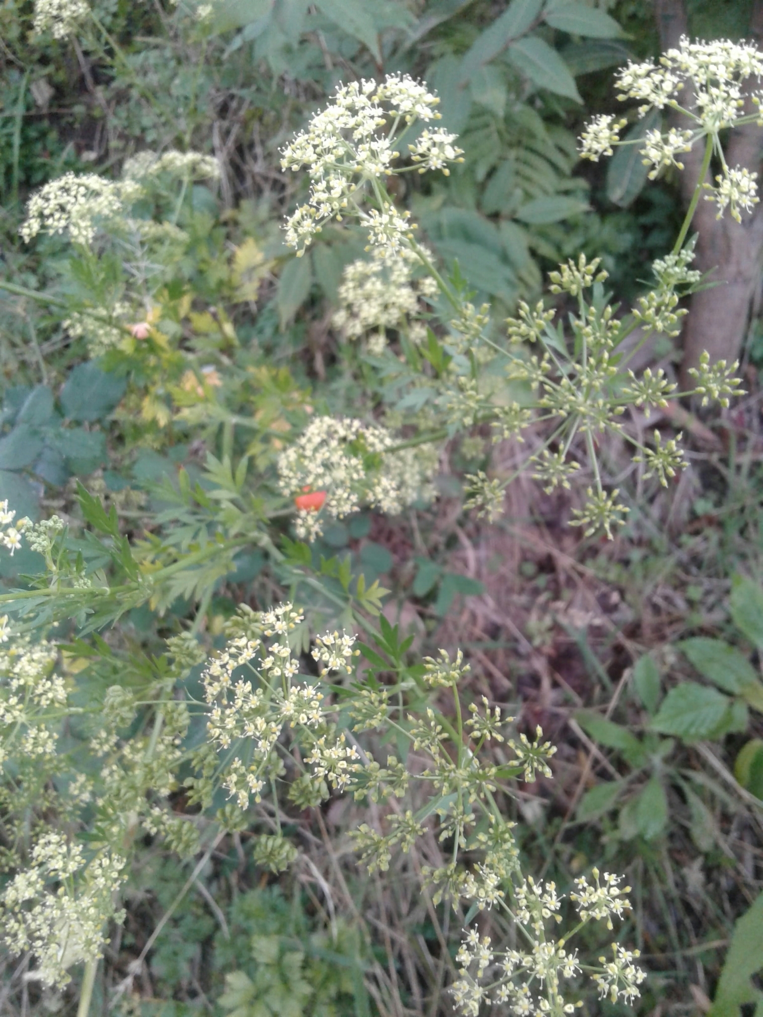 Coriandrum image