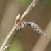 Macleay's Owlfly - Photo (c) Eric Isley, some rights reserved (CC BY-NC), uploaded by Eric Isley