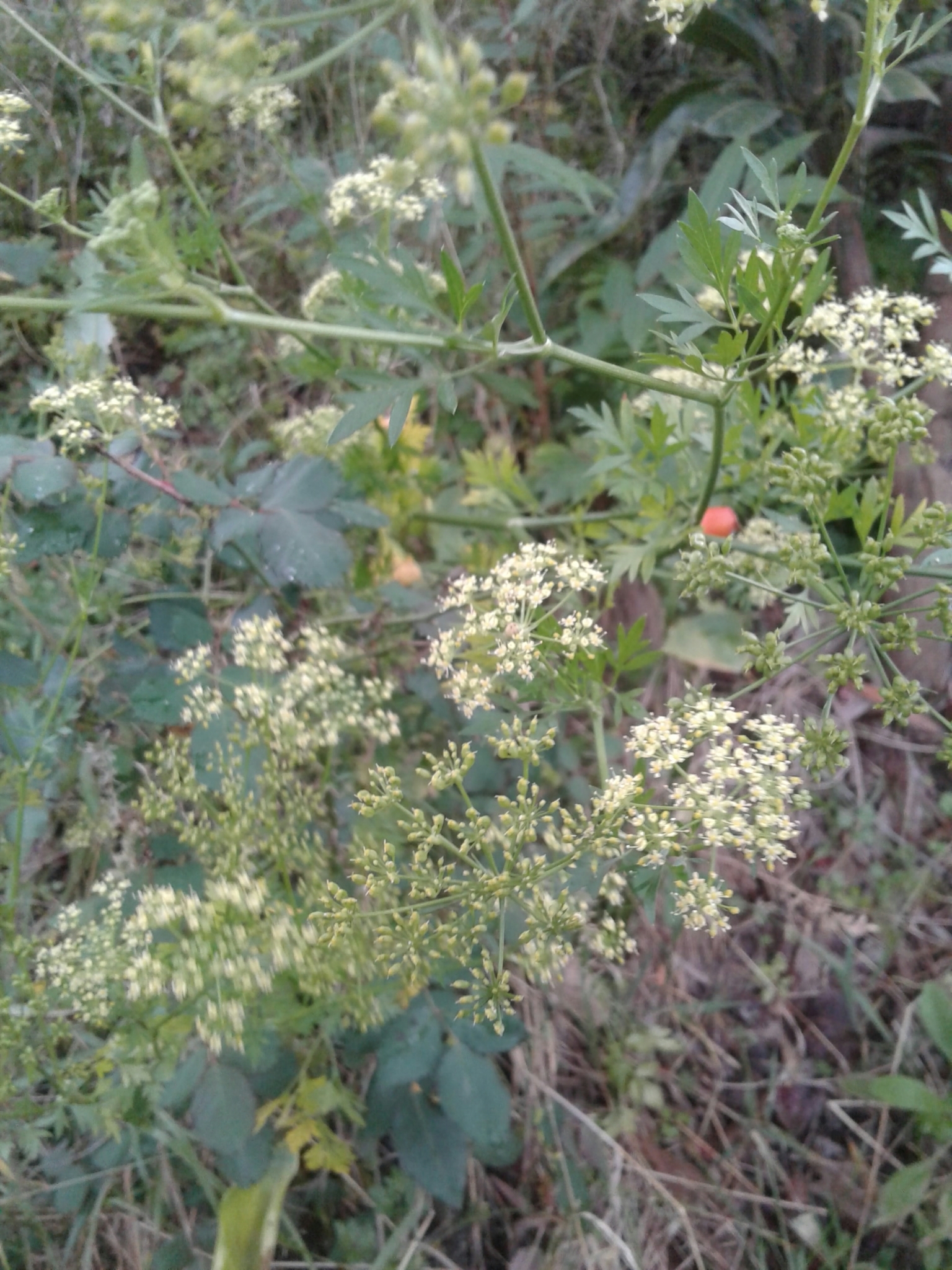 Coriandrum sativum image