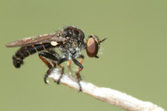 Hadrokolos texanus