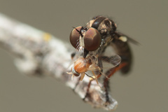 Hadrokolos texanus