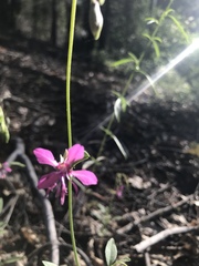 Clarkia rhomboidea